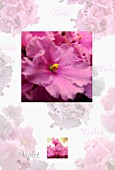 SAINTPAULIA, AFRICAN VIOLET