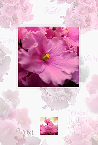 SAINTPAULIA_AFRICAN_VIOLET