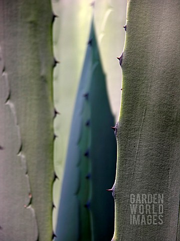 AGAVE_AGAVE