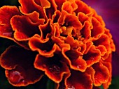 TAGETES PATULA, MARIGOLD - FRENCH MARIGOLD