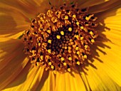 HELIANTHUS ANNUS, SUNFLOWER