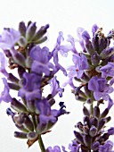 LAVANDULA AUGUSTIFOLIA, LAVENDER