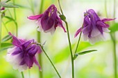 AQUILEGIA, AQUILEGIA, COLUMBINE