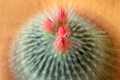 REBUTIA KRAINZIANA, CACTUS - CROWN CACTUS