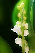 CONVALLARIA MAJALIS, LILY-OF-THE-VALLEY