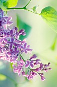 SYRINGA VULGARIS, LILAC