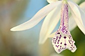 LAELIA CATTLEYA, ORCHID