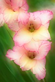 GLADIOLUS, GLADIOLUS