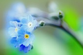 MYOSOTIS ARVENSIS, FORGET-ME-NOT