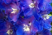 DELPHINIUM, DELPHINIUM