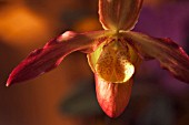 PAPHIOPEDILUM, ORCHID