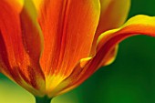 TULIPA, TULIP