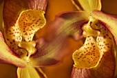 PAPHIOPEDILUM, ORCHID