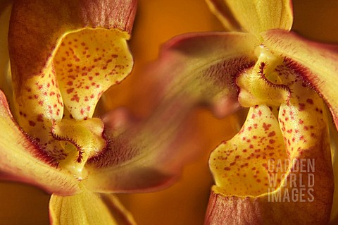 PAPHIOPEDILUM_ORCHID