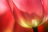 TULIPA, TULIP