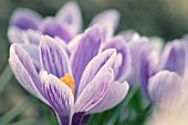 CROCUS VERNUS, CROCUS