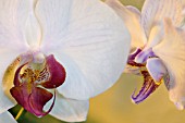 PHALAENOPSIS, ORCHID - MOTH ORCHID