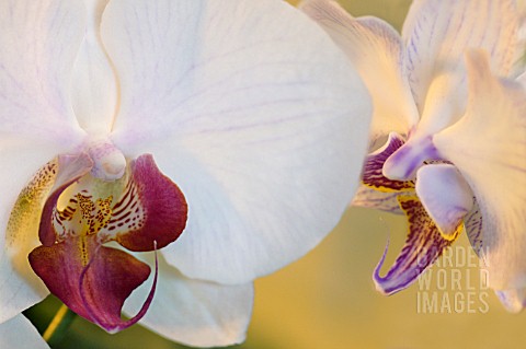 PHALAENOPSIS_ORCHID__MOTH_ORCHID
