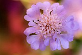 SCABIOSA, PINCUSHION FLOWER