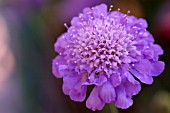 SCABIOSA, PINCUSHION FLOWER