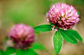 TRIFOLIUM PRATENSE, CLOVER