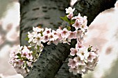 PRUNUS CERASUS, CHERRY