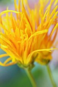 CHRYSANTHEMUM ‘SAGA NISHIKI’, CHRYSANTHEMUM