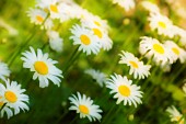 BELLIS PERENNIS, DAISY - LAWN DAISY