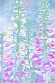 DIGITALIS, FOXGLOVE