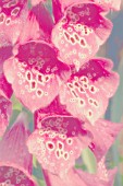 DIGITALIS, FOXGLOVE