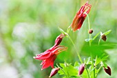 AQUILEGIA FORMOSA, AQUILEGIA, COLUMBINE