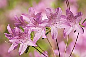 RHODODENDRON, AZALEA