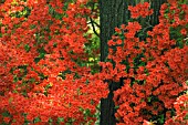 RHODODENDRON, AZALEA