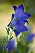 PLATYCODON GRANDIFLORUS, BALLOON FLOWER