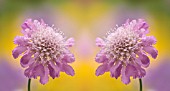 SCABIOSA COLUMBARIA ‘BUTTERFLY BLUE’, PINCUSHION FLOWER