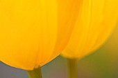 TULIPA, TULIP