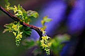 RIBES PETRAEUM, CURRANT - WHITECURRANT