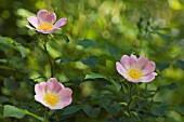 ROSA CANINA, ROSE, WILD ROSE, DOG ROSE