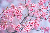 PRUNUS, CHERRY