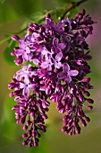 SYRINGA VULGARIS, LILAC