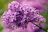 SYRINGA VULGARIS, LILAC