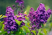 SYRINGA VULGARIS, LILAC