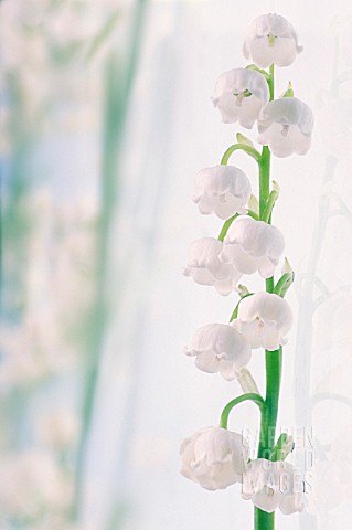 CONVALLARIA_MAJALIS_LILYOFTHEVALLEY