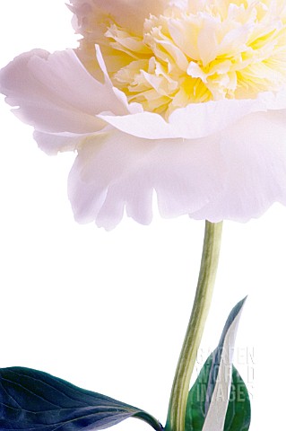 PAEONIA_LACTIFLORA_PEONY