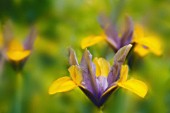 IRIS DANFORDIAE, IRIS - DWARF IRIS