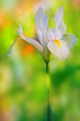 IRIS DANFORDIAE, IRIS - DWARF IRIS