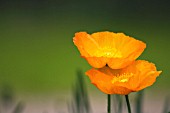 PAPAVER NUDICALE, (SYN. PAPAVER CROCEUM), ICELANDIC POPPY