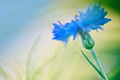 CENTAUREA CYANUS, CORNFLOWER