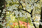 CORNUS FLORIDA, DOGWOOD - FLOWERING DOGWOOD