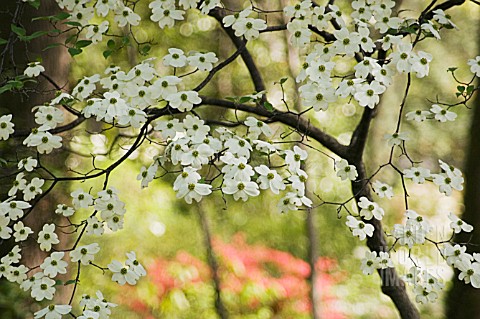 CORNUS_FLORIDA_DOGWOOD__FLOWERING_DOGWOOD